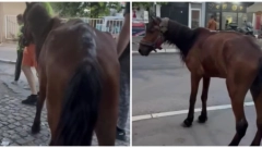 OVOG KONJA SU USRED NIŠA OSTAVILI DA SKAPA NA VRUĆINI Sada su ga oni spasili, mukica jedva ide, premršav je i u živim ranama