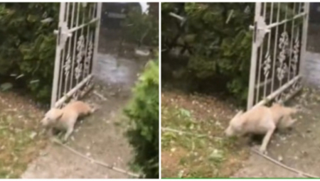 OLUJA U VRBASU UMALO ODNELA PSA Mučenik samo što nije odleteo, nije znao šta ga je snašlo