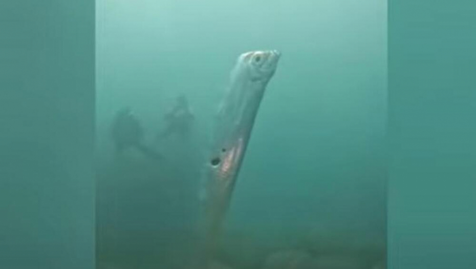 RONIOCI OSTALI HIPNOTISANI KADA SU JE UGLEDALI Zovu je riba sudnjeg dana, veruje se da je loš znak kada ispliva (VIDEO)