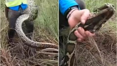 UHVAĆENA MAJKA SVIH ZMIJA! Lovci nisu mogli da veruju šta neman iz močvare krije u svom gnezdu (VIDEO)