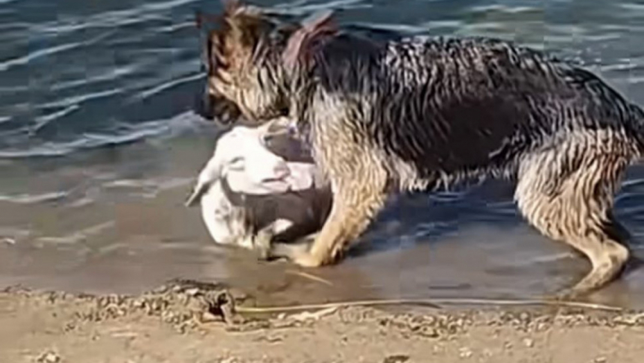 MALA OVCA KRENULA DA SE DAVI, A ONDA JE DOŠAO PAS Scena sa mora koja bi svakog raznežila (VIDEO)