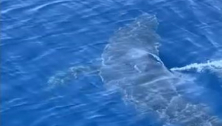 JEZIVA SCENA U MORU Dečaka napala morska neman dok je ronio, jedva mu spasli život (VIDEO)