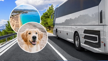 DA LI JE DOZVOLJENO PUTOVANJE SA PSOM U AUTOBUSU? Ove propise morate znati pre nego što krenete s ljubimcem na letovanje