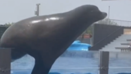 IZAŠLA DA "PROŠETA" Ženka morskog lava nakratko pobegla iz svog bazena usred poplava u Njujorku (FOTO/VIDEO)