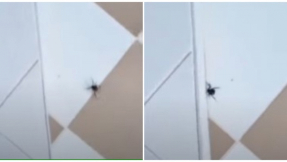 CRNE UDOVICE SNIMLJENE NA JADRANU Ljudi nemaju mira, njihov otrov je 15 puta jači od zmijskog, može i da ubije