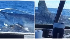 NAJOPASNIJA AJKULA NA SVETU SE POJAVILA U JADRANU