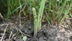 DRAGOMOR GAJI BILJKU ZA BOGATAŠE I SPORTISTE: Zarada do 20.000 evra a počeo od saksije