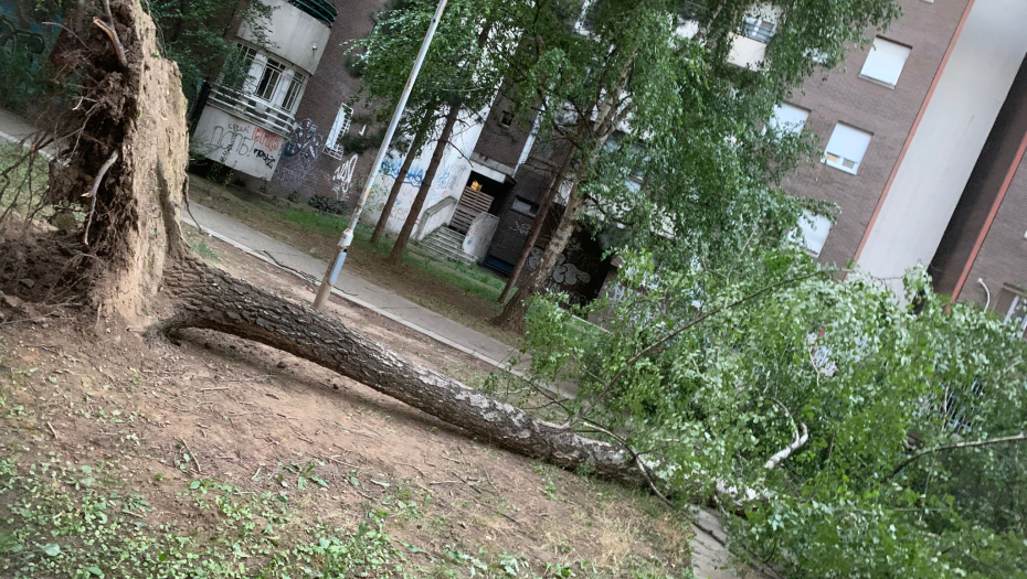 POSLEDICE SUPEROLUJE U BEOGRADU Drveće iščupano iz korena u Čukaričkom parku (FOTO/VIDEO)