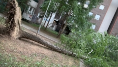 POSLEDICE SUPEROLUJE U BEOGRADU Drveće iščupano iz korena u Čukaričkom parku (FOTO/VIDEO)