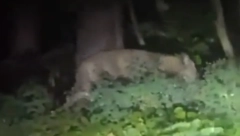 NAŠLI SU JE? Lavica snimljena na 30 metara od stambene zgrade u Berlinu (VIDEO)