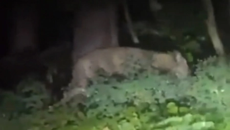 OBRT U SLUČAJU LAVICA Odbegla životinja je verovatno divlja svinja