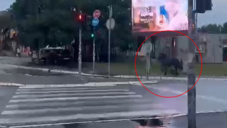 OPREZ! Konj juri po najprometnijim ulicama Beograda (VIDEO)