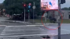 OPREZ! Konj juri po najprometnijim ulicama Beograda (VIDEO)