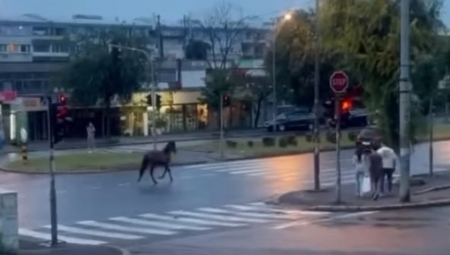 BEŽI ISPRED OLUJE Konj trči ulicama Konjarnika, vozači šokirani obilaze zbunjenu životinju