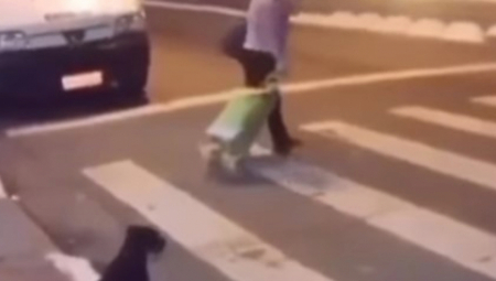 GOSPOĐO, KO JE VAS DRESIRAO Urnebesan snimak žene koja pretrčava ulicu i psa koji čeka "zeleno" izazvao buru komentara