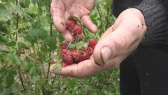 BERAČI MALINA SE ODREKLI DNEVNICA Nisu mnogo razmišljali, ovo je njihov razlog (FOTO)