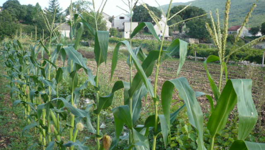 HOROR! U polju kukuruza pronađeno telo u stanju raspadanja! Identitet osobe nepoznat