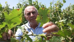NIJEDNO ZRNO NIJE OSTALO Oluja za samo nekoliko minuta uništila ceo ovogodišnji rod (FOTO)