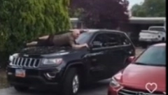 OVAKO IZGLEDA KAD NE OSIGURATE AUTOMOBIL Bije grad, a on se pružio preko šoferšajbne, svi ga ismevaju zbog reakcije