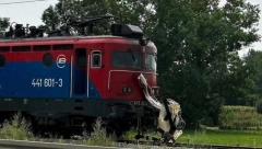 TRI OSOBE POGINULE NA PUTNOM PRELAZU KOD LAZAREVCA: Vozač nije poštovao signalizaciju, prošao je kroz crveno!