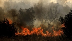 OSAM SELA EVAKUISANO Izbio veliki šumski požar u Grčkoj