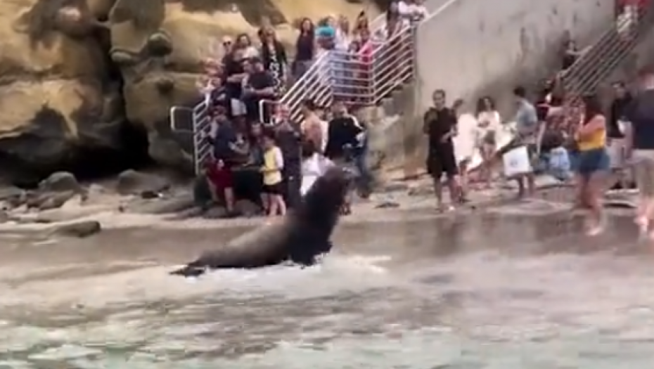 PANIKA U SAN DIJEGU Morski lavovi napali turiste (VIDEO)