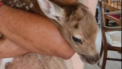 SNIMAK KOJI SLAMA I NAJTVRĐA SRCA U pepelu i paklu vatre na Rodosu rodila se ova duša (VIDEO)