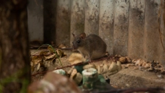 SRBIMA U GRČKOJ ŠETALI MIŠEVI PO SOBI Odgovor gazde kod kog su odseli je tek skandalozan