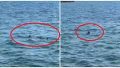 AJKULA SNIMLJENA NA MESTU GDE JE PUNO SRBA Nervozno se vrti, traži svoj plen