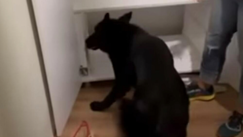 PAS PRONAŠAO TAJNU PREGRADU Iznenadili su se kada su videli šta je unutra (VIDEO)