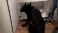 PAS PRONAŠAO TAJNU PREGRADU Iznenadili su se kada su videli šta je unutra (VIDEO)