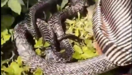 NIJE ZA ONE SA SLABIJIM SRCEM Dok je spavao, zmija mu se zavukla pod košuju, dramatičan snimak (VIDEO)