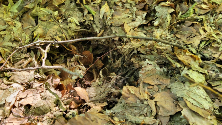 STRAH I PANIKA ZAVLADALI U OVIM SRPSKIM SELIMA Meštani otkrili uzmemirujuće tragove (FOTO)