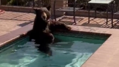 ZAŠTO MORE, KAD MOŽE BAZEN? Ovako se medved brčka u hladnoj vodi (VIDEO)