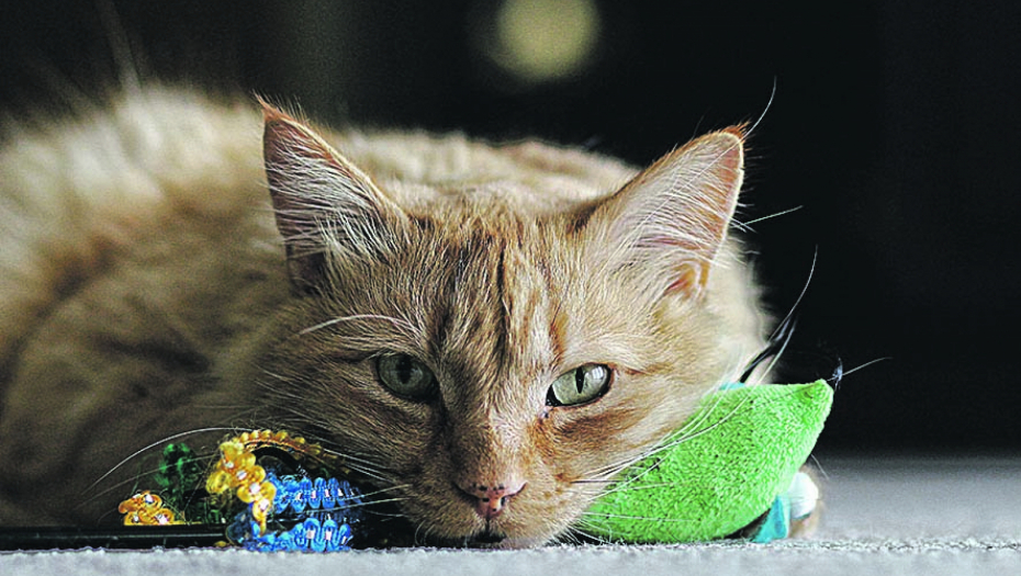 Naučite mačku da vam donese igračku ZABAVITE I SEBE I SVOJU LJUBIMICU