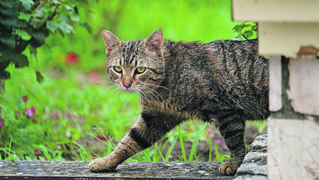 PRIPREMITE SE Nepoznata mačka došla vam je na kućni prag, to znači samo jedno