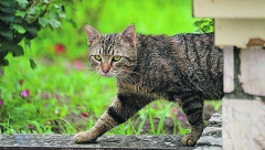 HILJADE MRTVIH MAČAKA NAĐENO NA POPULARNOM MEDITERANSKOM OSTRVU Vlasti odlučile da bolesnim životinjama daju lekove za ljude
