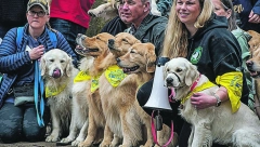 Oboren engleski rekord za okupljanje retrivera, skup zamalo upropastila kiša, ali kad su ih prebrojali, nastalo je olakšanje