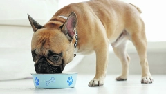 RECEPT DANA Obradujte svoju voljenu kucu sveže pripremljenim ručkom od piletine i brokolija