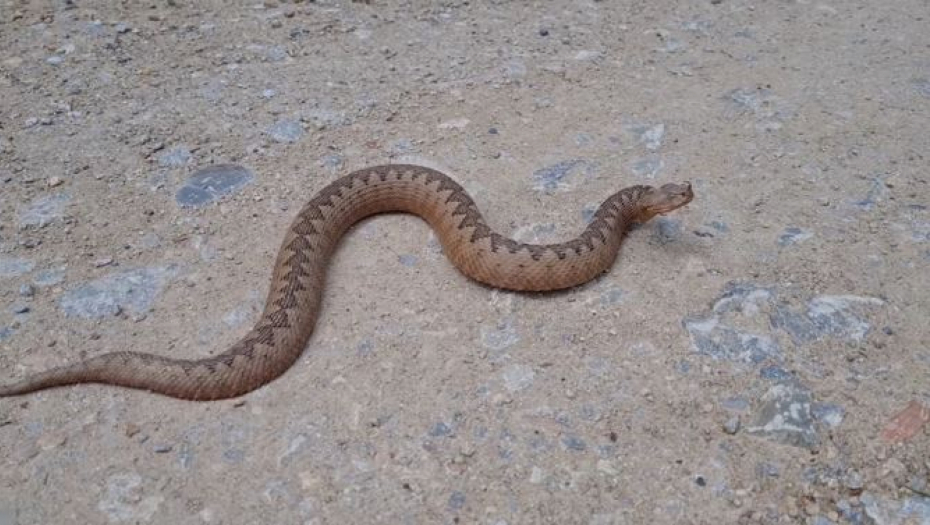 Dečaka (6) ugrizao poskok, otac ga nosio na ramenima i tako spasio