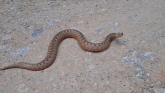 Dečaka (6) ugrizao poskok, otac ga nosio na ramenima i tako spasio