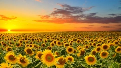 SUŠA UBRZALA ŽETVU Kukuruz i suncokret sazreli u isto vreme ove godine