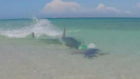 UBILA BOGA U NJOJ Jednom rukom pretukla ajkulu, i spasila živu glavu (VIDEO)