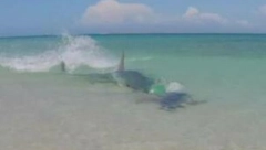 KAD JE OVO UGLEDAO NIJE MU BILO DOBRO Stajao je u plićaku spreman da zapliva, a onda se sledio u sekundi (VIDEO)