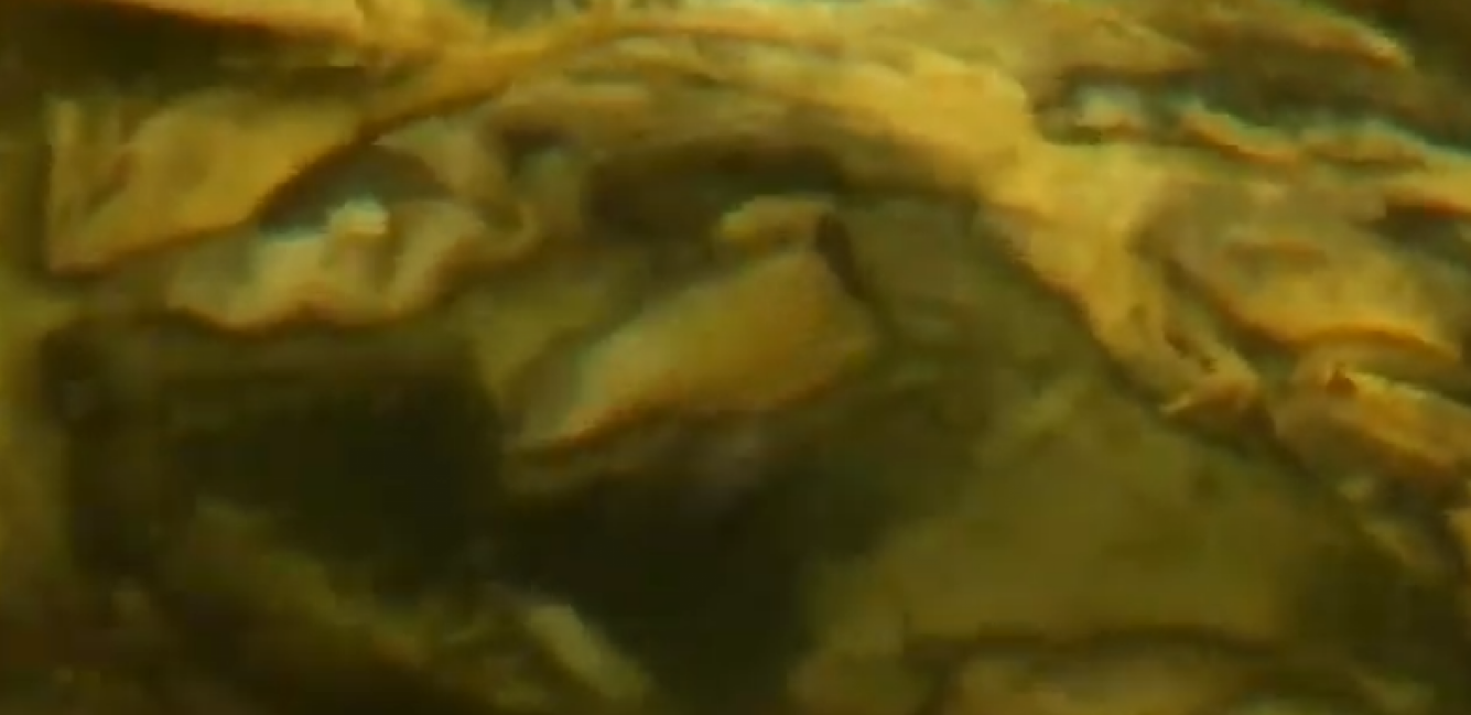 OTKRIVENA ZOMBI RIBA Pliva bez delova tela, ljudi kažu da nema ničeg goreg (VIDEO)