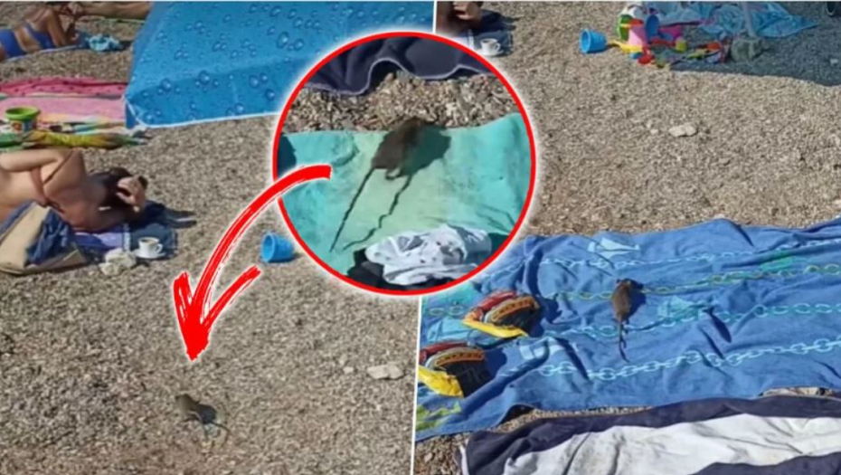 Snimak pacova na plaži koji traumira turiste u Crnoj Gori (VIDEO)