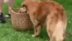 ZLATNI RETRIVER UGLEDAO NOVOG LJUBIMCA Njegova reakcija raznežila mnoge na mrežama (VIDEO)