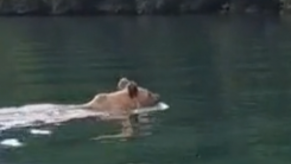OVAKO SE UŽIVA Medved se kupa u Drini (VIDEO)