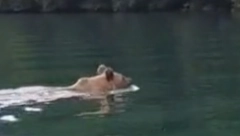 OVAKO SE UŽIVA Medved se kupa u Drini (VIDEO)