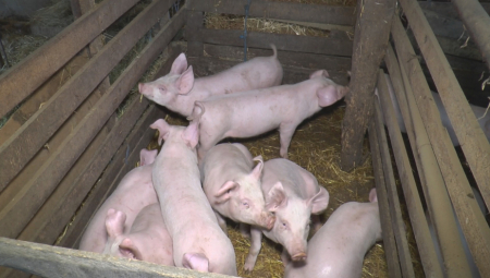 EPIDEMIJA AFRIČKE KUGE PROGLAŠENA U CELOM ČAČKU Ovo je jedina mera da se to reši